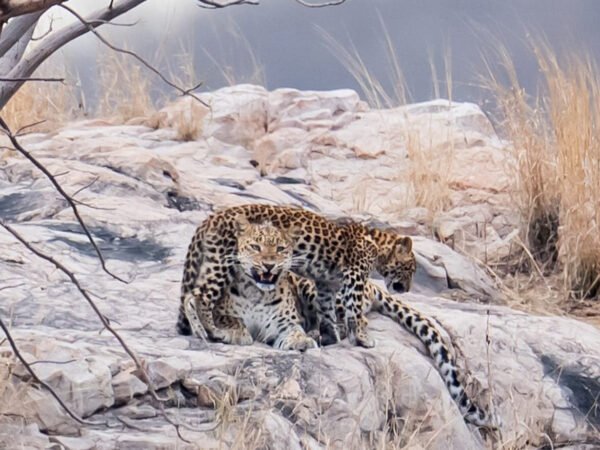 8 Days Rajasthan Wildlife Tour with Ranthambore – Tiger & Leopard Safari
